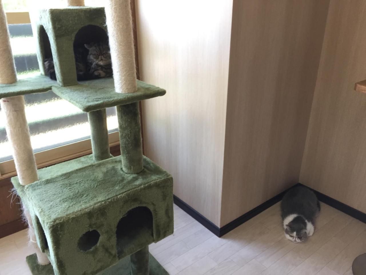 Cat Cafe & Stay Cultus'S Home Otaru Extérieur photo